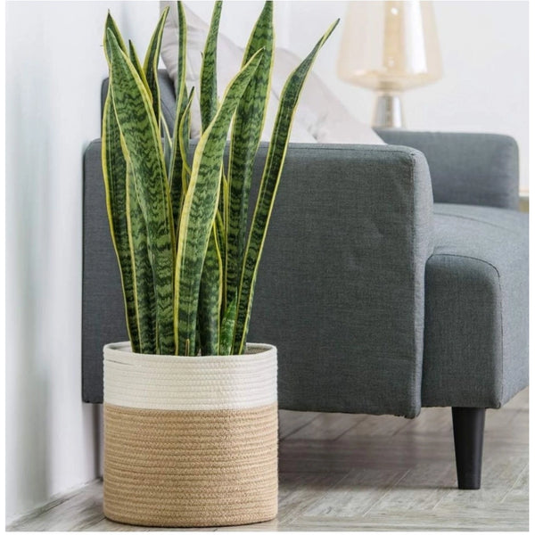 Cotton Large Woven Storage Basket 11x11 Inch Pack of 1 (Beige White)